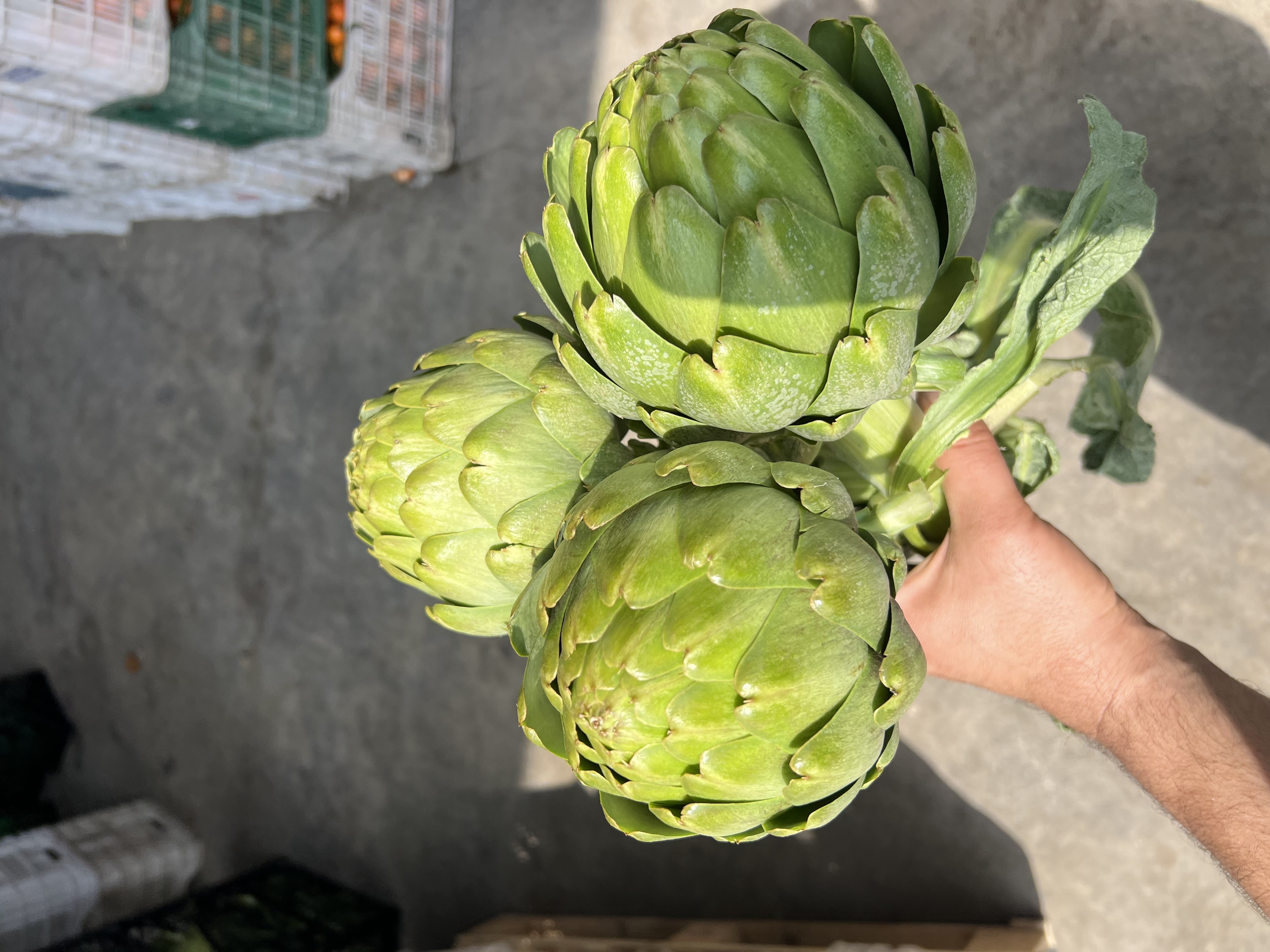 Tarsus enginarı — Necmettin Uysal - Fuat Çifçi (enginar atölyesi)